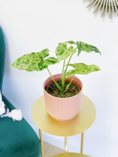 Syngonium Podophyllum Mottled - House of Kojo