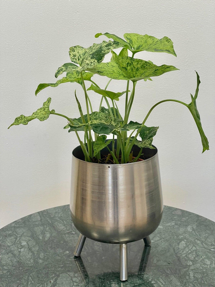 syngonium podophyllum house plants Syngonium Podophyllum Mottled