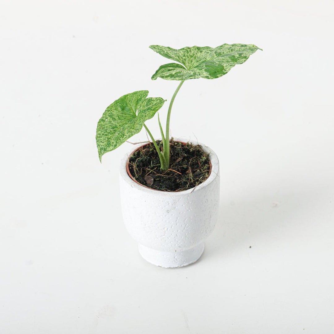symphylans in potted plants Syngonium Podophyllum Mottled