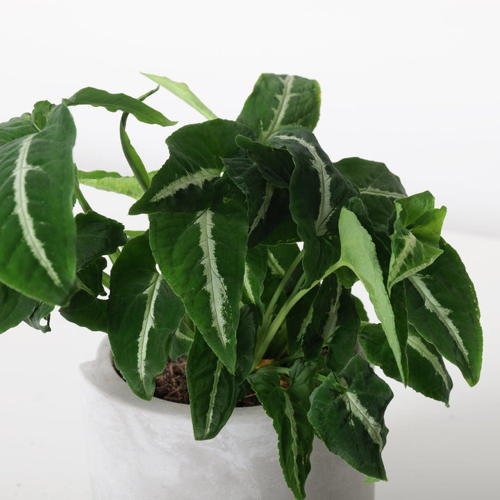 Syngonium Wendlandii