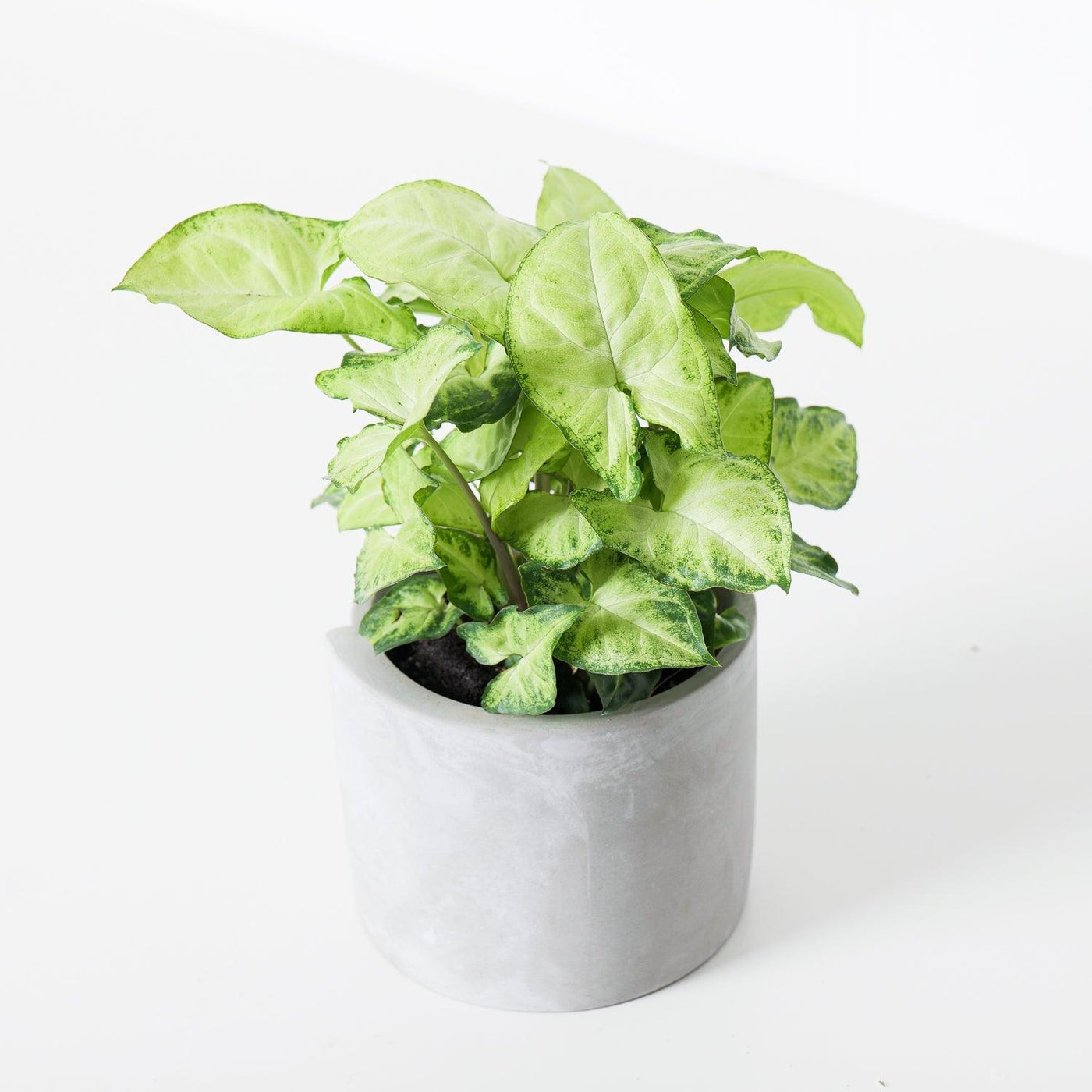 Syngonium White Butterfly - House of Kojo
