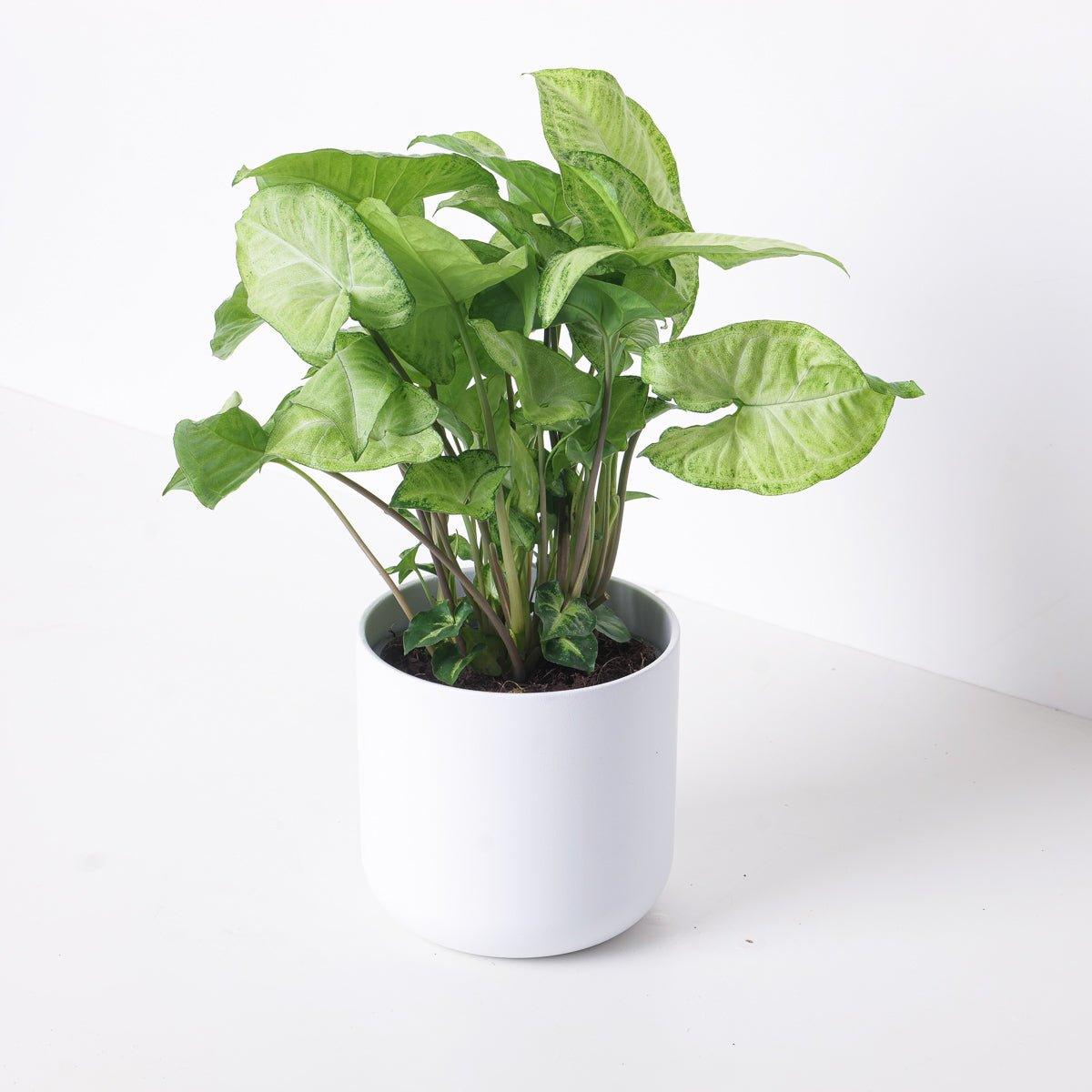 Syngonium White Butterfly - House of Kojo