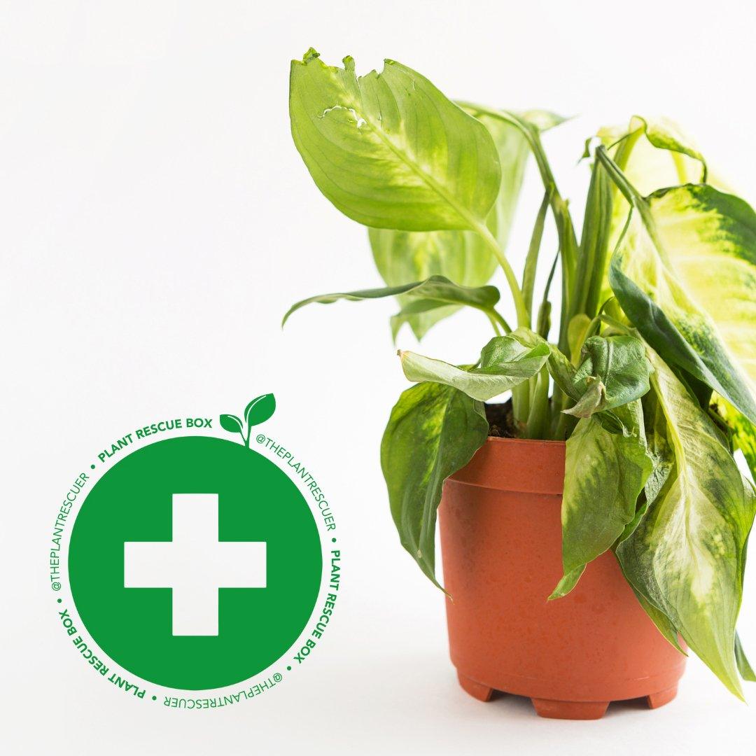 @ThePlantRescuer Rescue Box - House of Kojo