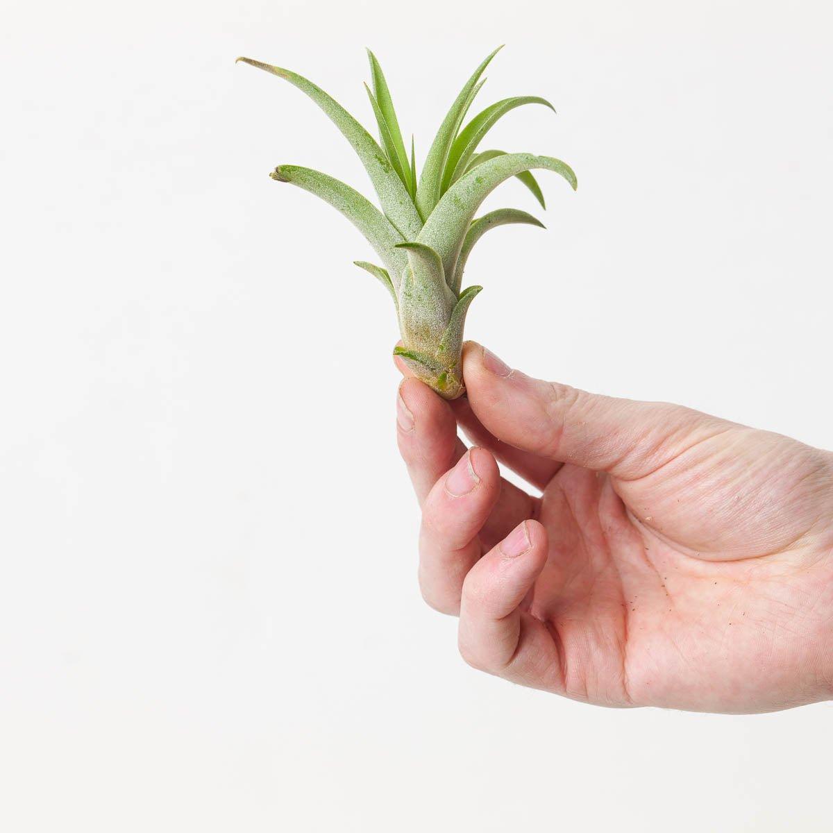 Tillandsia capitata |  Air Plant - House of Kojo