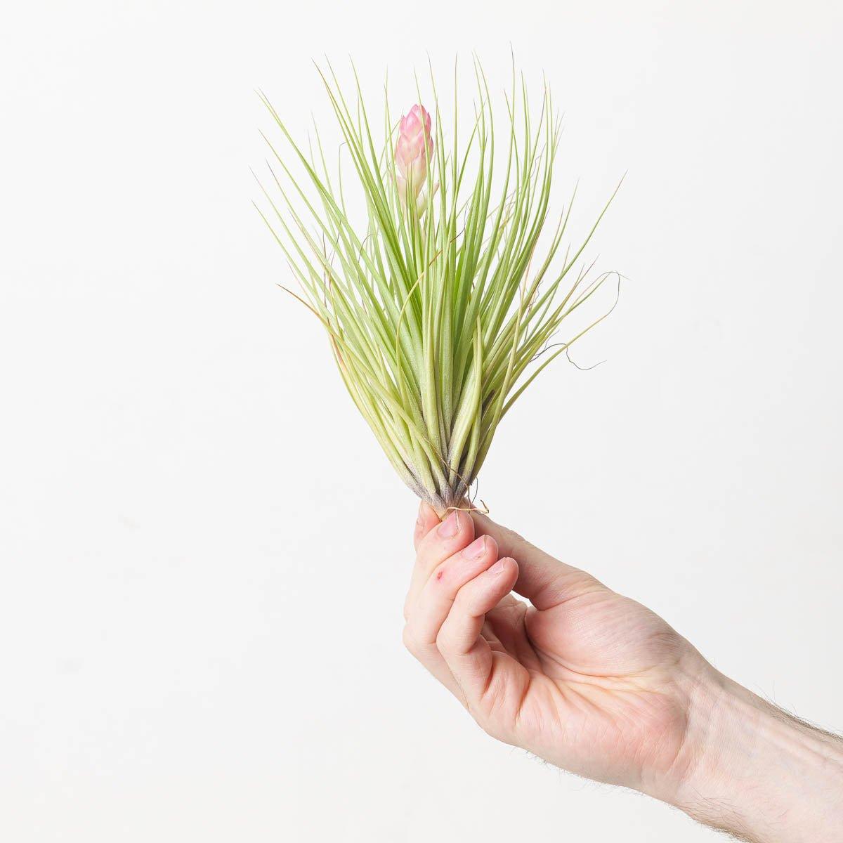 Tillandsia Cotton Candy |  Air Plant - House of Kojo