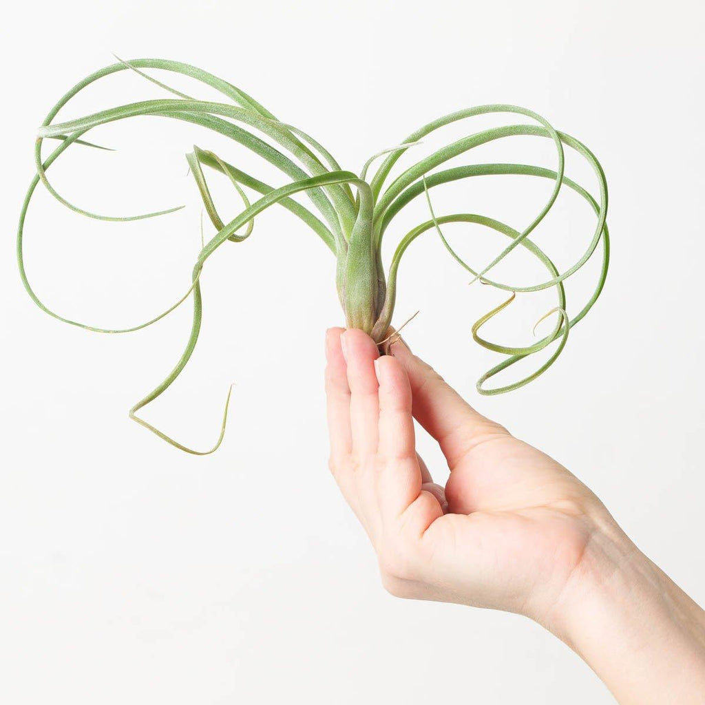 curly slim air plant care Tillandsia Curly Slim | Air Plant