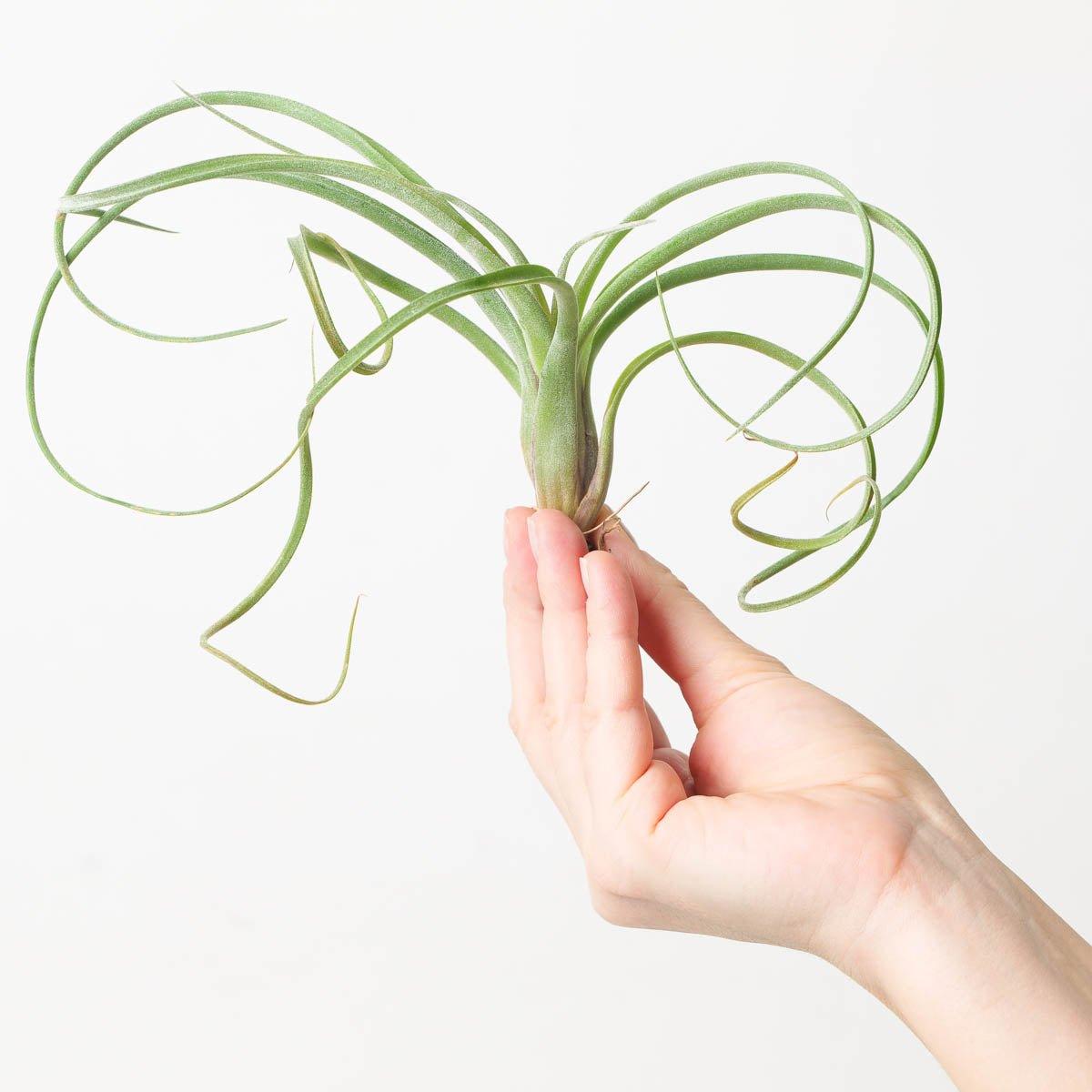 Tillandsia Curly Slim |  Air Plant - House of Kojo