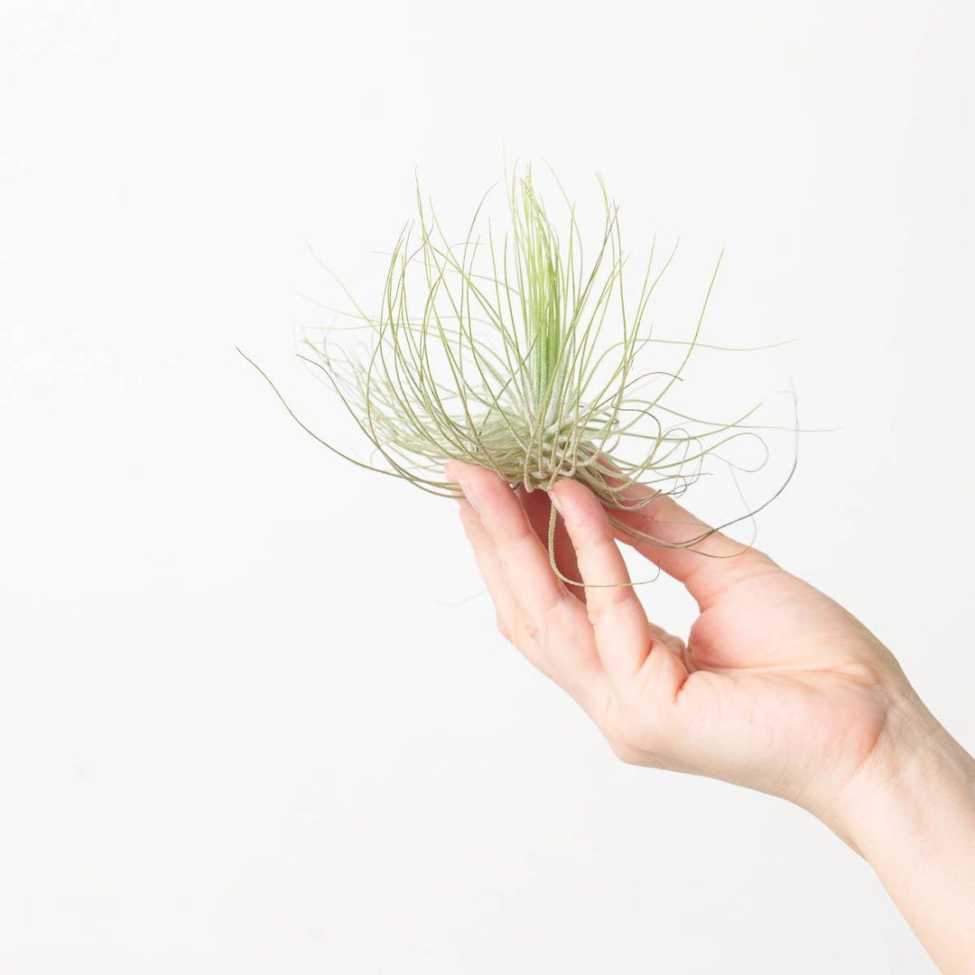 magnusiana air plant Tillandsia Magnusiana | Air Plant