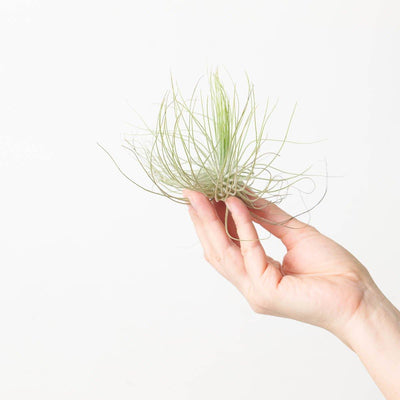 Tillandsia Magnusiana |  Air Plant - House of Kojo