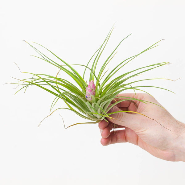 tillandsia cyanea air plant Tillandsia stricta | Air Plant
