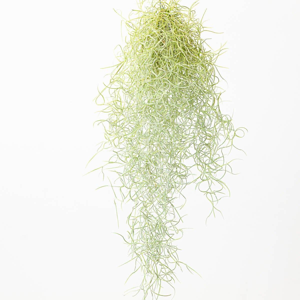 Tillandsia Usenoides | Spanish Moss - House of Kojo