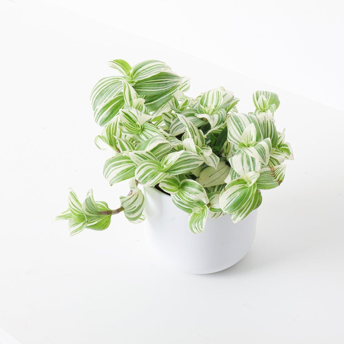 Tradescantia Brightness - House of Kojo