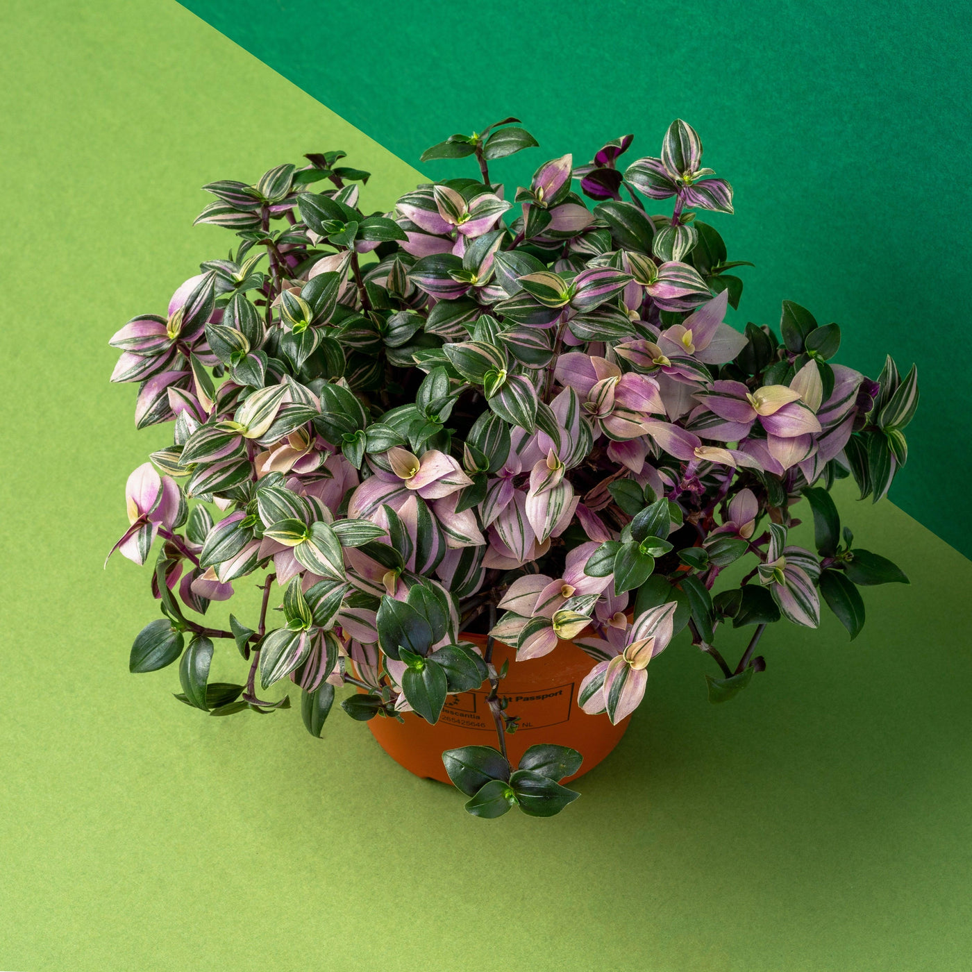 Tradescantia Fluminensis | Quadricolor - House of Kojo