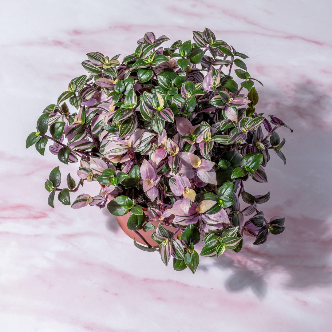 tradescantia: guida per principianti