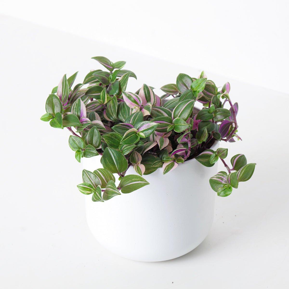 Tradescantia Fluminensis | Quadricolor - House of Kojo