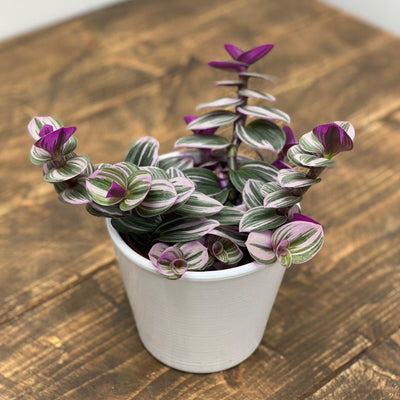 Tradescantia Nanouk - House of Kojo