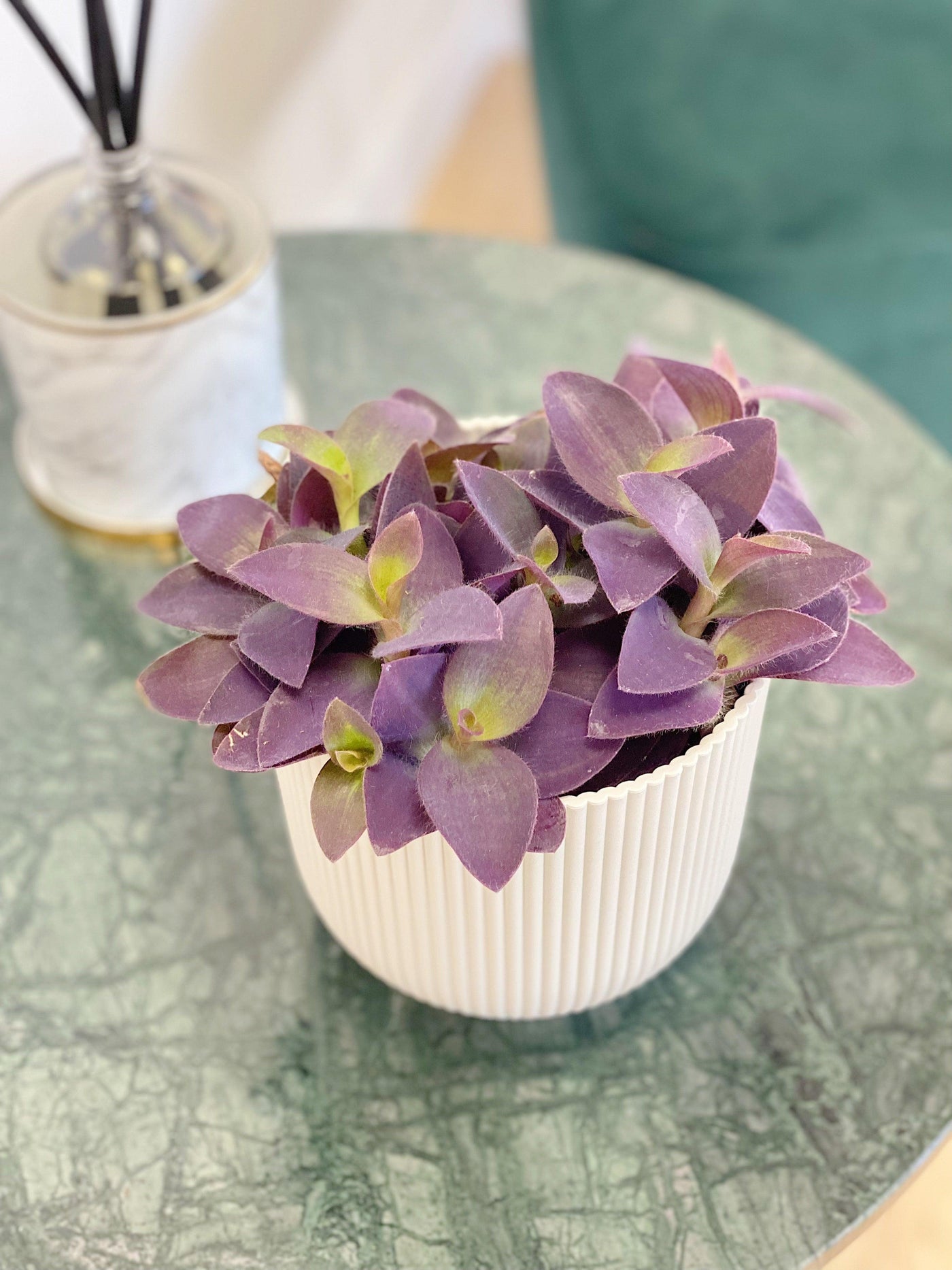 Tradescantia Pallida Purpurea Purple Heart - House of Kojo