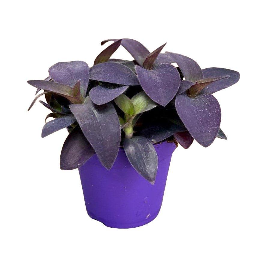 Tradescantia Pallida Purpurea Purple Heart - House of Kojo