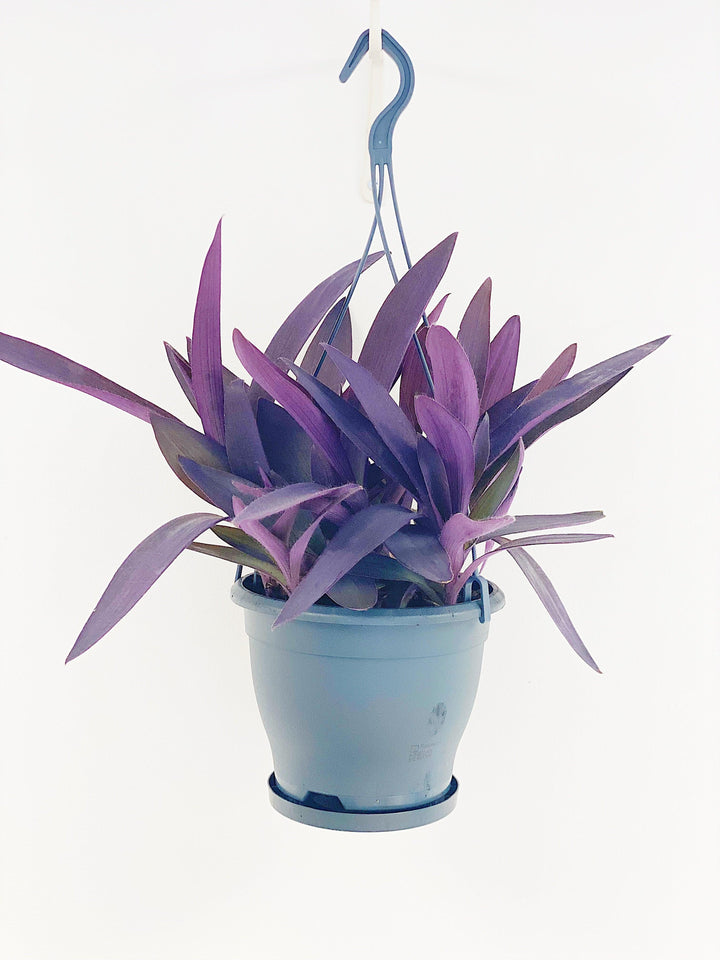 indoor plant to hang tradescantia pallida purple heart Tradescantia Pallida Purpurea Purple Heart