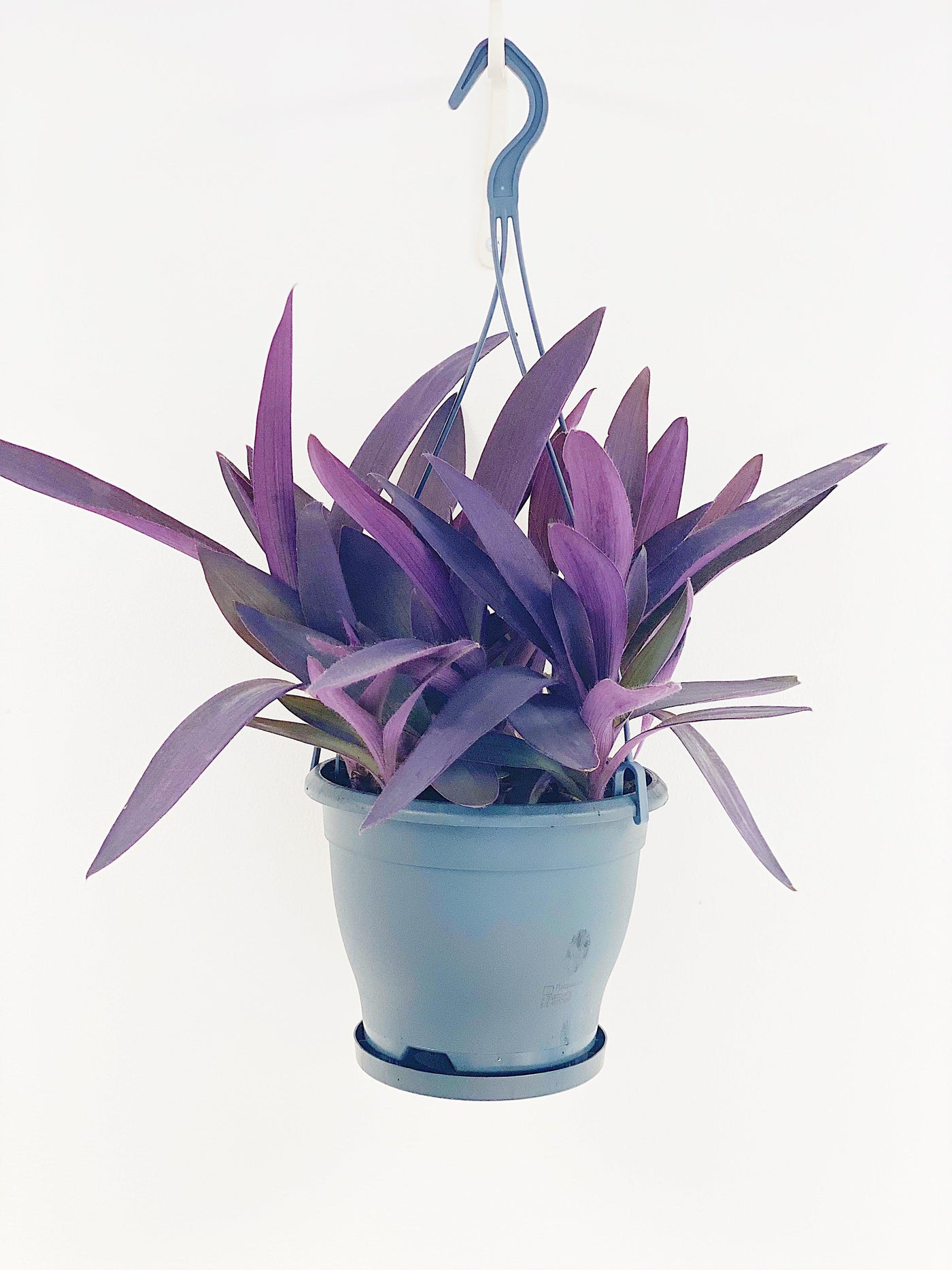 Tradescantia Pallida Purpurea Purple Heart - House of Kojo