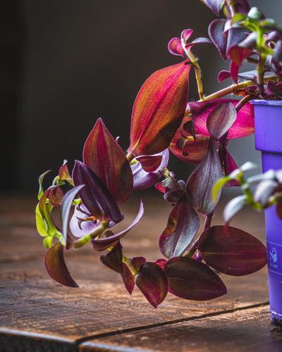 Tradescantia Purple Passion - House of Kojo
