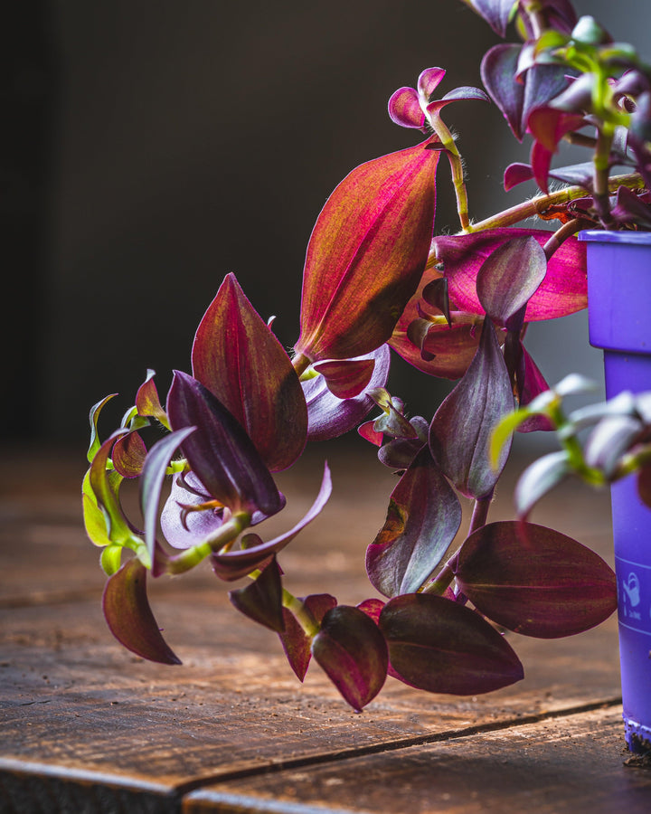 purple house plant tradescantia Tradescantia Purple Passion