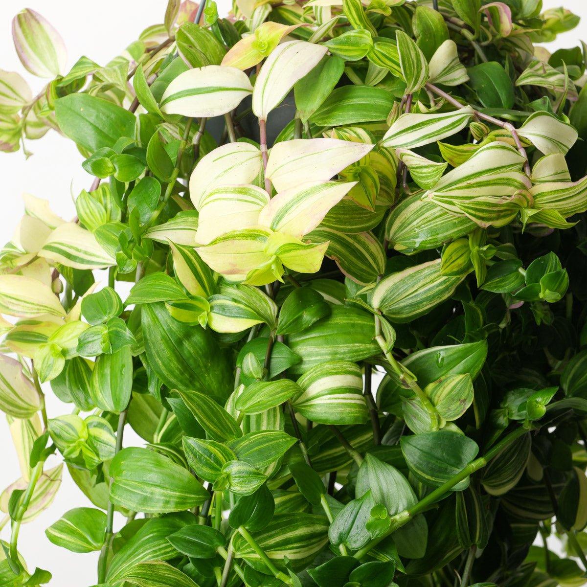 Tradescantia 'Yellow Hill' - House of Kojo