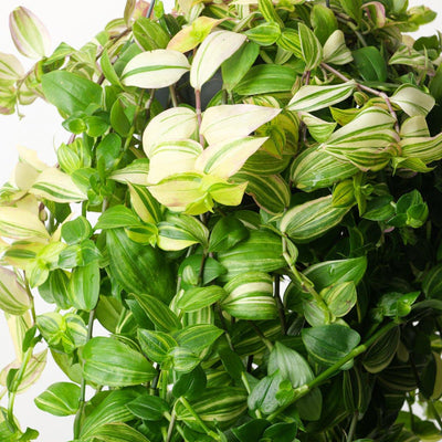 Tradescantia 'Yellow Hill' - House of Kojo