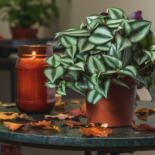 Tradescantia Zebrina - House of Kojo