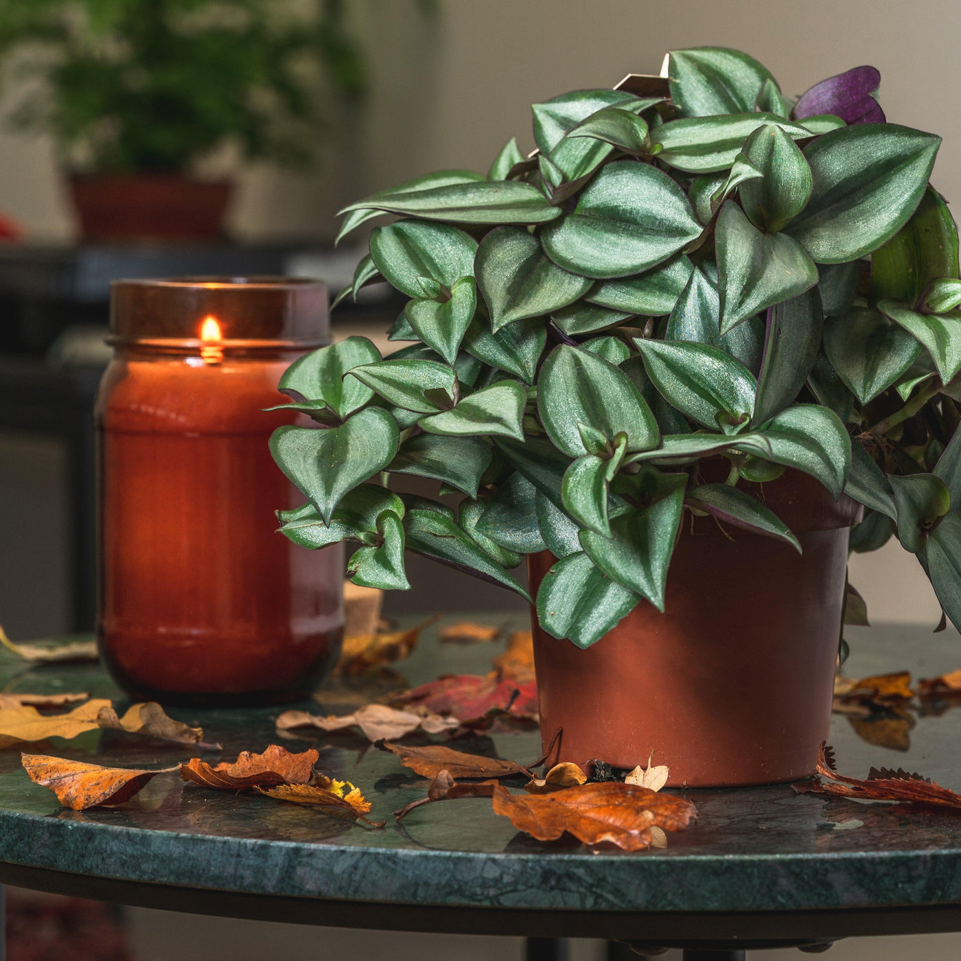 Tradescantia Zebrina - House of Kojo