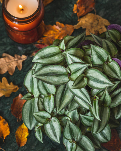 Tradescantia Zebrina - House of Kojo