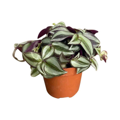 Tradescantia Zebrina - House of Kojo