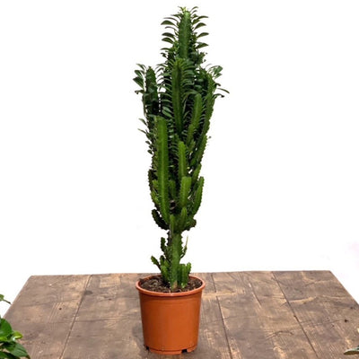 Euphorbia Trigona Green  |  Easy Care House Plant - House of Kojo