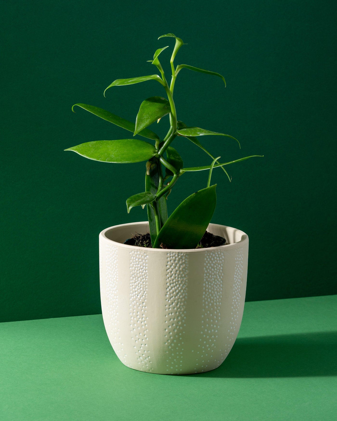 Vanilla Planifolia Orchid Plant | 12cm Pot | House Plant - House of Kojo