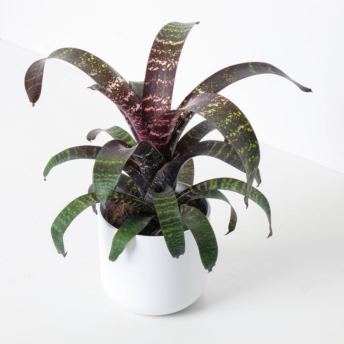 Vriesea Chestnut - House of Kojo