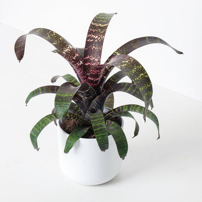 Vriesea Chestnut - House of Kojo