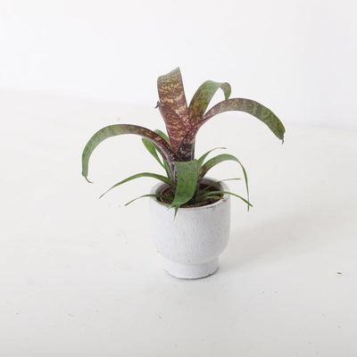 Vriesea Chestnut - House of Kojo