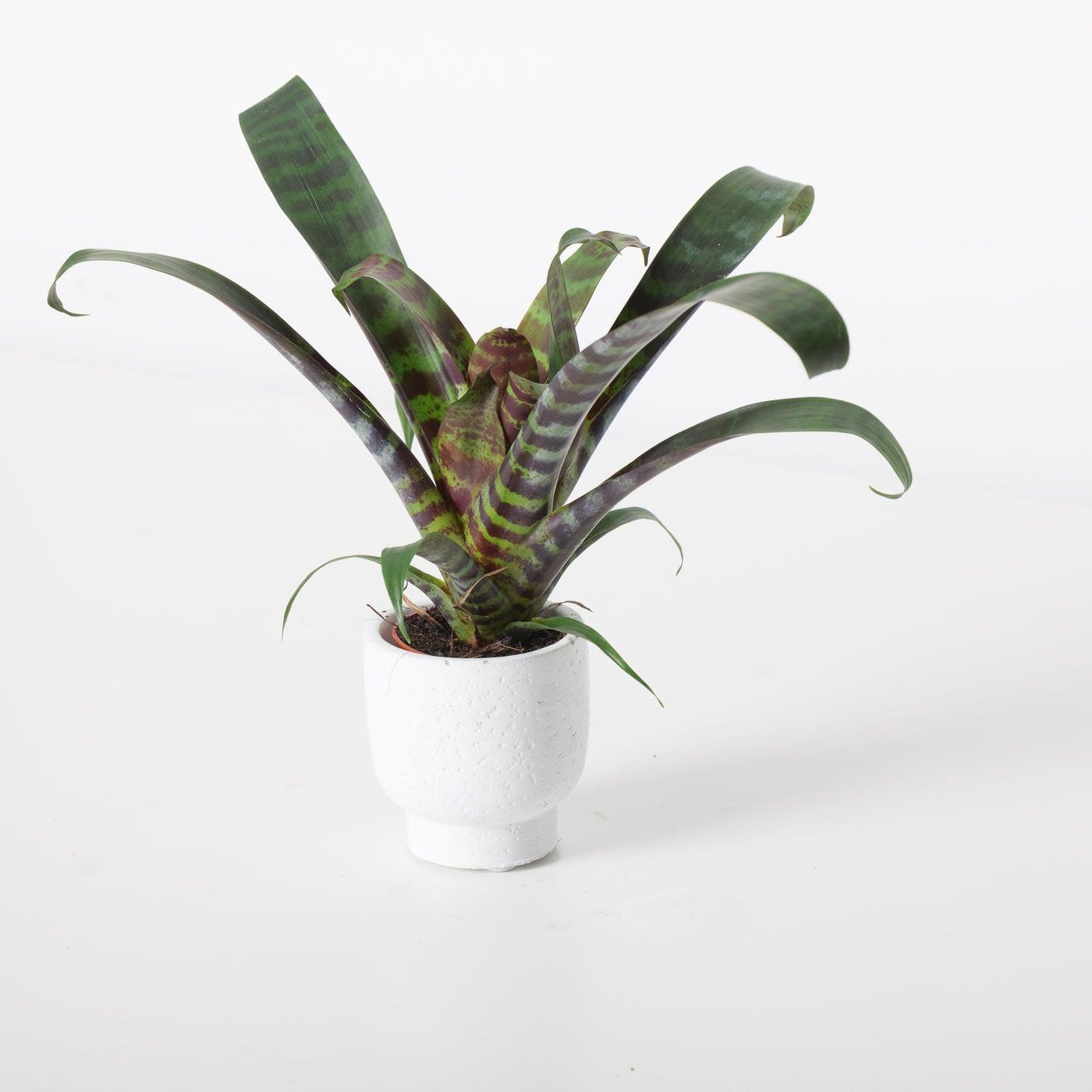 Vriesea Era | House Plant - House of Kojo