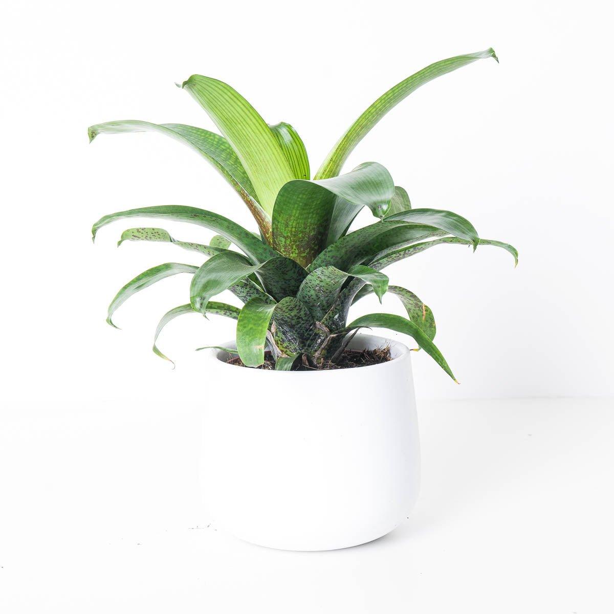 Vriesea Fenestralis - House of Kojo