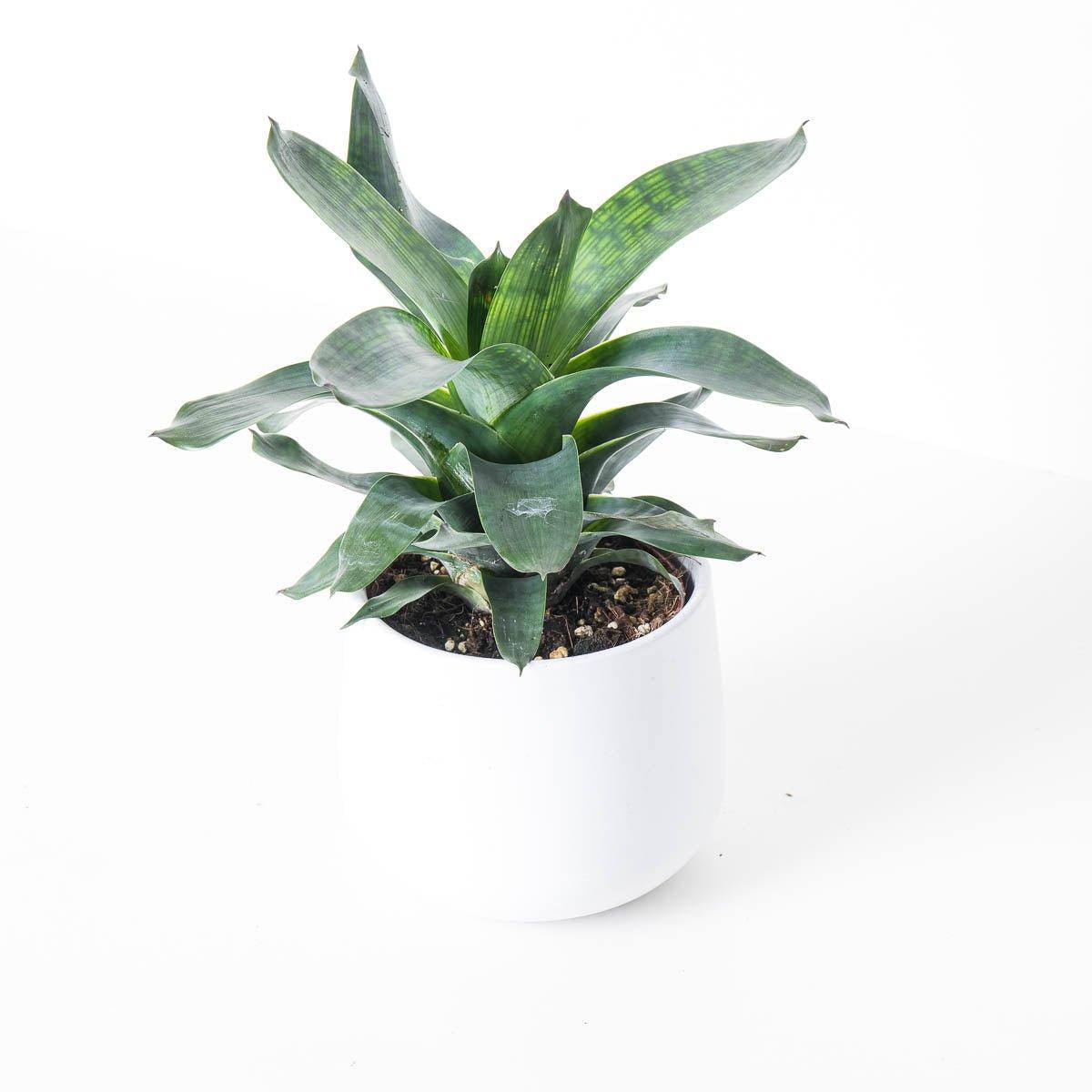 Vriesea gigantea 'Nova' - House of Kojo