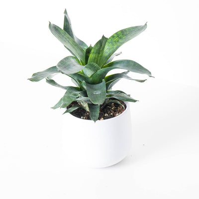 Vriesea gigantea 'Nova' - House of Kojo