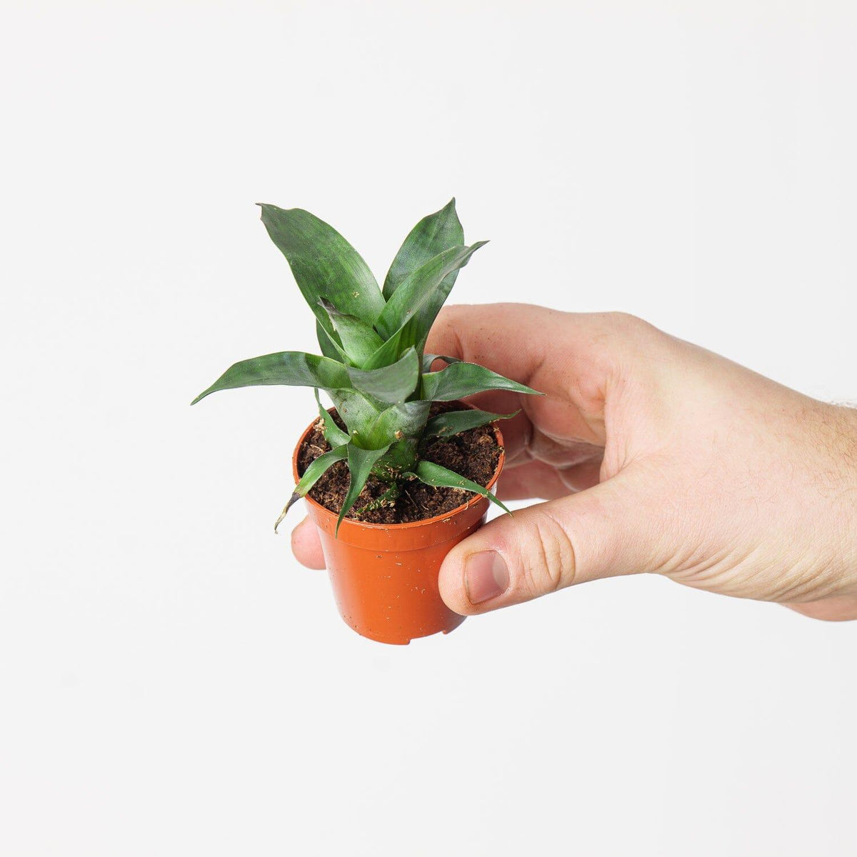 Vriesea gigantea 'Nova' - House of Kojo