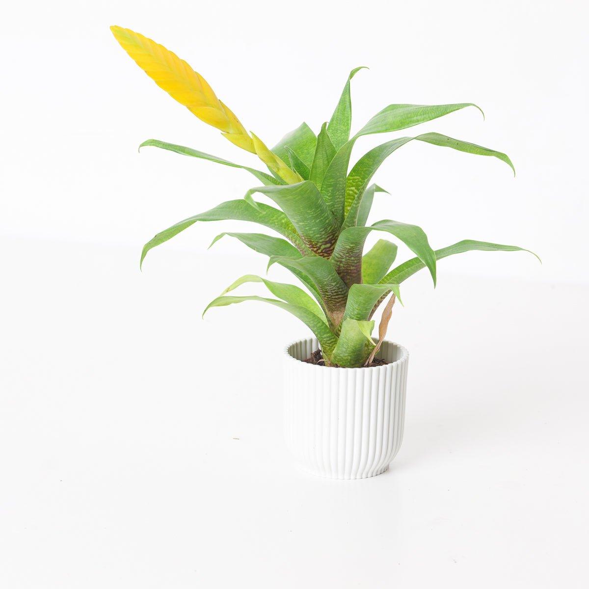 Vriesea ospinae - House of Kojo