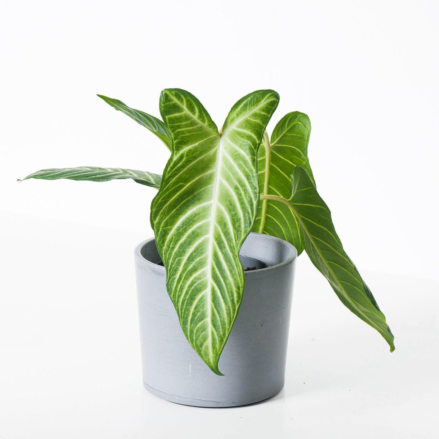 Xanthosoma Lindenii - House of Kojo