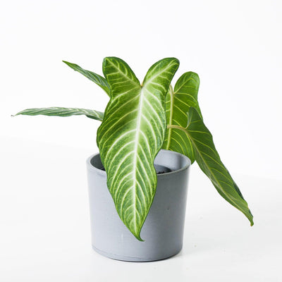 Xanthosoma Lindenii - House of Kojo