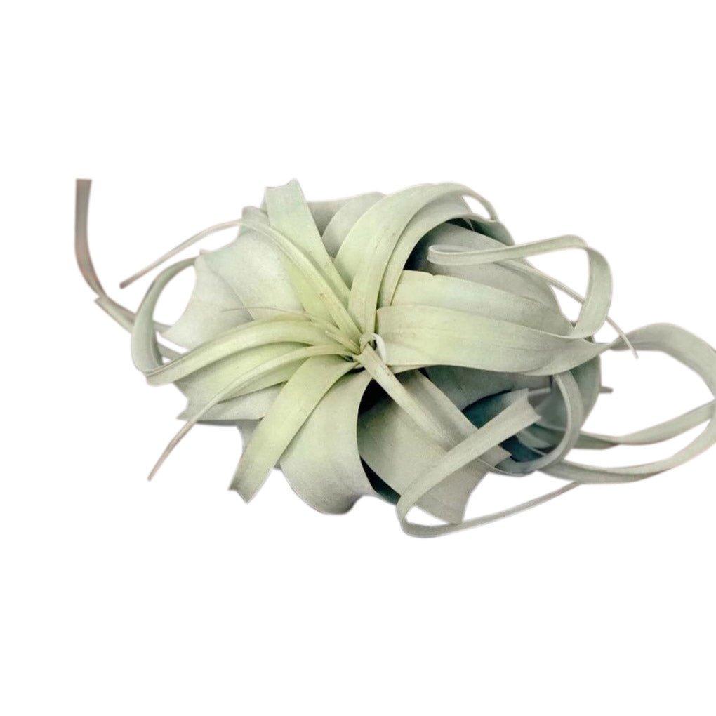 Xerographica Air Plant - House of Kojo