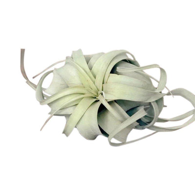 Xerographica Air Plant - House of Kojo