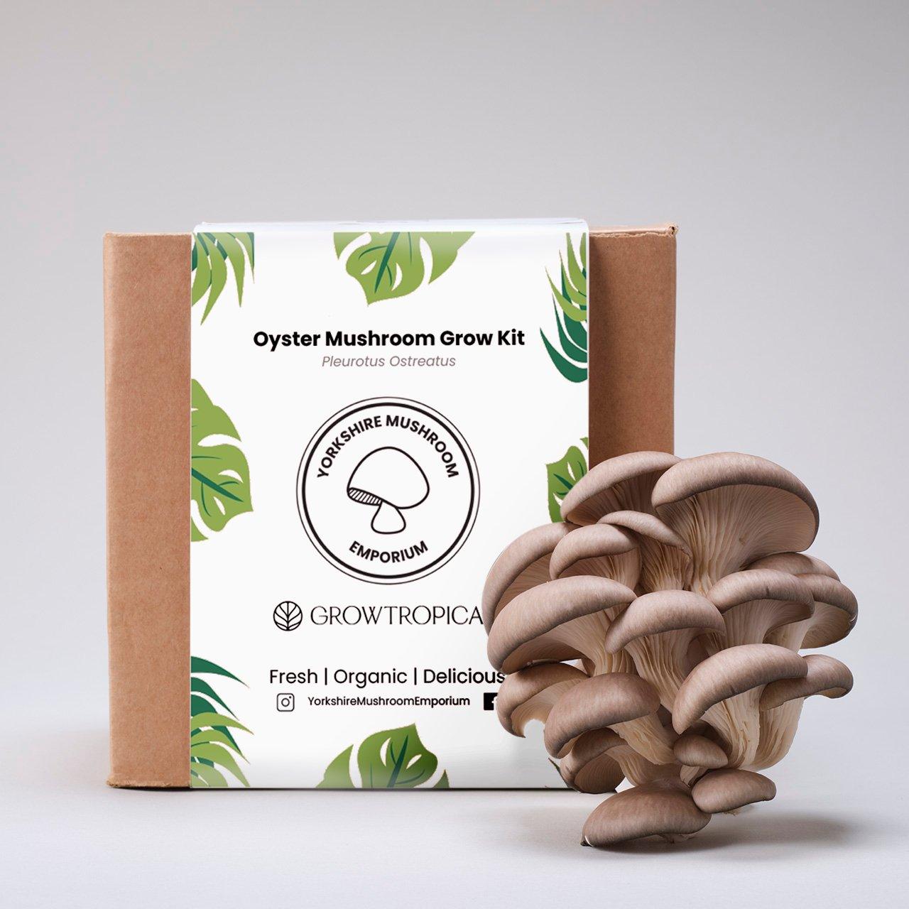 YME x Growtropicals Grey Oyster Mushroom Kits - House of Kojo