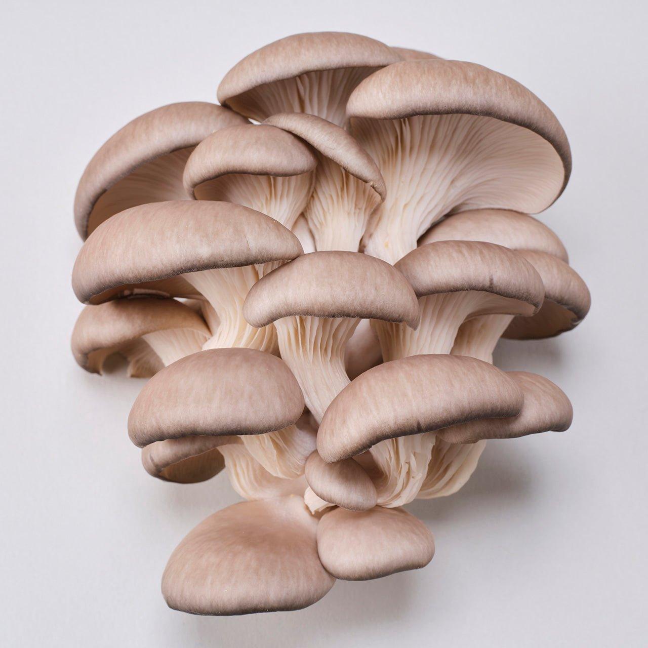 YME x Growtropicals Grey Oyster Mushroom Kits - House of Kojo