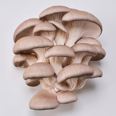 YME x Growtropicals Grey Oyster Mushroom Kit - House of Kojo